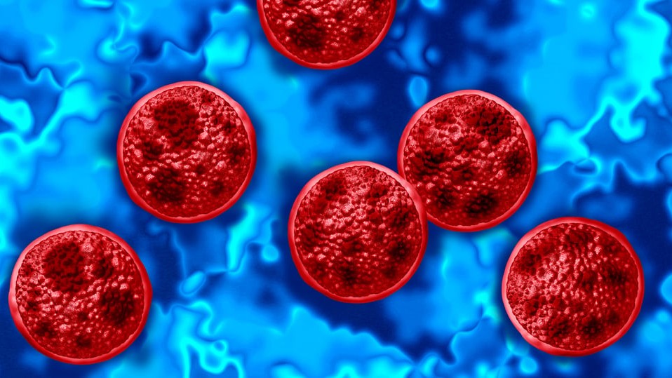 26 cyclospora.jpg